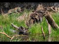 A Jaguar stalks and attacks a family of Giant River Otters!