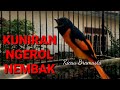 BURUNG MANTENAN GACOR TERBAIK BUAT MASTERAN