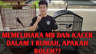 MEMELIHARA MURAI BATU DAN KACER 1 RUMAH Dan Cara Perawatan nya!!