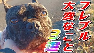 フレブルを飼って大変なこと3選 French bulldog