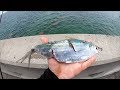 Every BAIT Got DESTROYED... EPIC Florida Keys Bridge Fishing