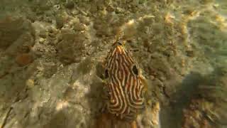 Wahoo Bay 360 underwater footage
