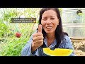 brilliant idea to grow yellow watermelon in small space for beginner seeds to harvest by ny sokhom