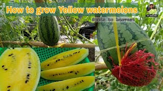 Brilliant Idea to Grow Yellow Watermelon in Small Space for Beginner / Seeds to Harvest by NY SOKHOM