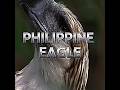 Philippine eagle #edit #bird #endangeredbirds #philippineeagle #birb