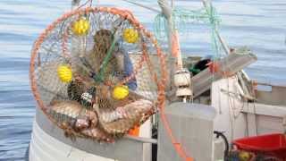 Brosme fiske med Escano bunnfiske teine