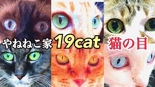 猫の瞳19匹 珍しい目の色はある？？猫と亀の寸劇も見てね🐢💕