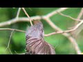 ashy tailorbird