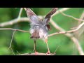 ashy tailorbird