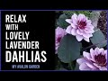 Relax with Lovely Lavender Dahlias | My Avalon Garden