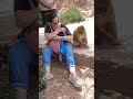 Monkey Demands Peanuts from a Lady