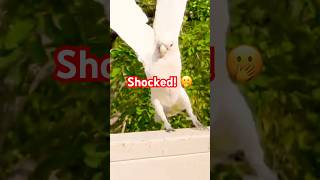 Shocked and surprised! 😳 #Cockatoo  #birds  #tricks  #shorts