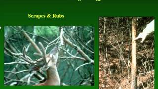 White-tailed Deer: Biology, History, and Management