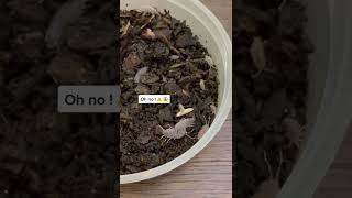 EXPERIMENT: Feeding My Pet Roly Poly Isopods a Grain of Rice