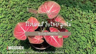 รีวิว ลูกไม้ใบไทย สายหวาน โทนสีชมพู ต้นบอนสี ลูกไม้ บอนสีไม้เมล็ด #บอนสี