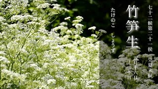 #28 散策日記 柳絮舞う【立夏末候–竹笋生】