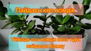 Көп адамдар ақша ағашын үйлерінде өсіреді Бірақ көп пайдасын біле бермейді