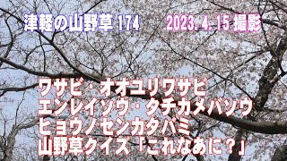 津軽の山野草174(ﾜｻﾋﾞ、ｵｵﾕﾘﾜｻﾋﾞ、ｴﾝﾚｲｿｳ、ﾀﾁｶﾒﾊﾞｿｳ、ﾋｮｳﾉｾﾝ、山野草ｸｲｽﾞ)