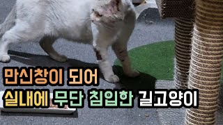 몸이 만신창이 되어 실내에 무단 침입한 길고양이 알고보니? 품종묘 터키쉬 앙고라...