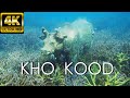 Scuba Diving on KOH KOOD / TOP best places and animals / 4K