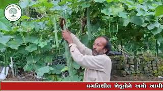 farming idea 2ફૂટના તૂરીયા નું ઉત્પાદન // મીશ્ર ખેતી // શાકભાજીનું વાવેતર // ઉત્પાદન અઢળક