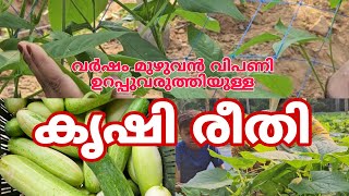 365 ദിവസവും വിപണി ഉറപ്പുവരുത്തിയുള്ള കൃഷിരീതി