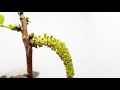 【胡桃】クルミの花が咲いて落ちるまで（花の開花 392 flower blooming time lapse walnut juglans