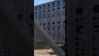 Maple Leaf Slaughter Plant, Lethbridge, Alberta. July 3, 2017