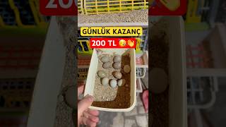 Bıldırcın Yumurtası