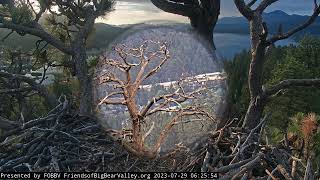 Early morning of July 29 FOBBV CAM Big Bear Bald Eagle Live Nest Cam 1 / Wide View Cam 2