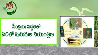 సేంద్రీయ పద్దతిలో  వరిలో పురుగుల నియంత్రణ | రైతునేస్తం | సేంద్రీయ వ్యవసాయం | Raitunestam