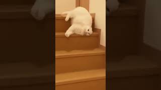 Kucing lucu#funnycatsvideos #Tingkah random kucing#catlover