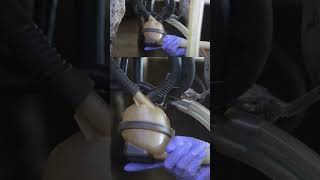 🌽 Cow milking machines #farming