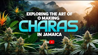 Exploring the Art of Making Charas in Jamaica - Authentic Handmade Live Hash!