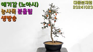 애기감 (노아시) 농사목 분올림