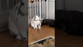 Bunny Hiccups 🐰