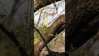 😱野生化したインコ🦜（ワカケホンセイインコ）　Parakeets that became wild in Japan