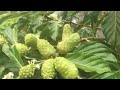 Noni tree | How to grow noni trees from seeds