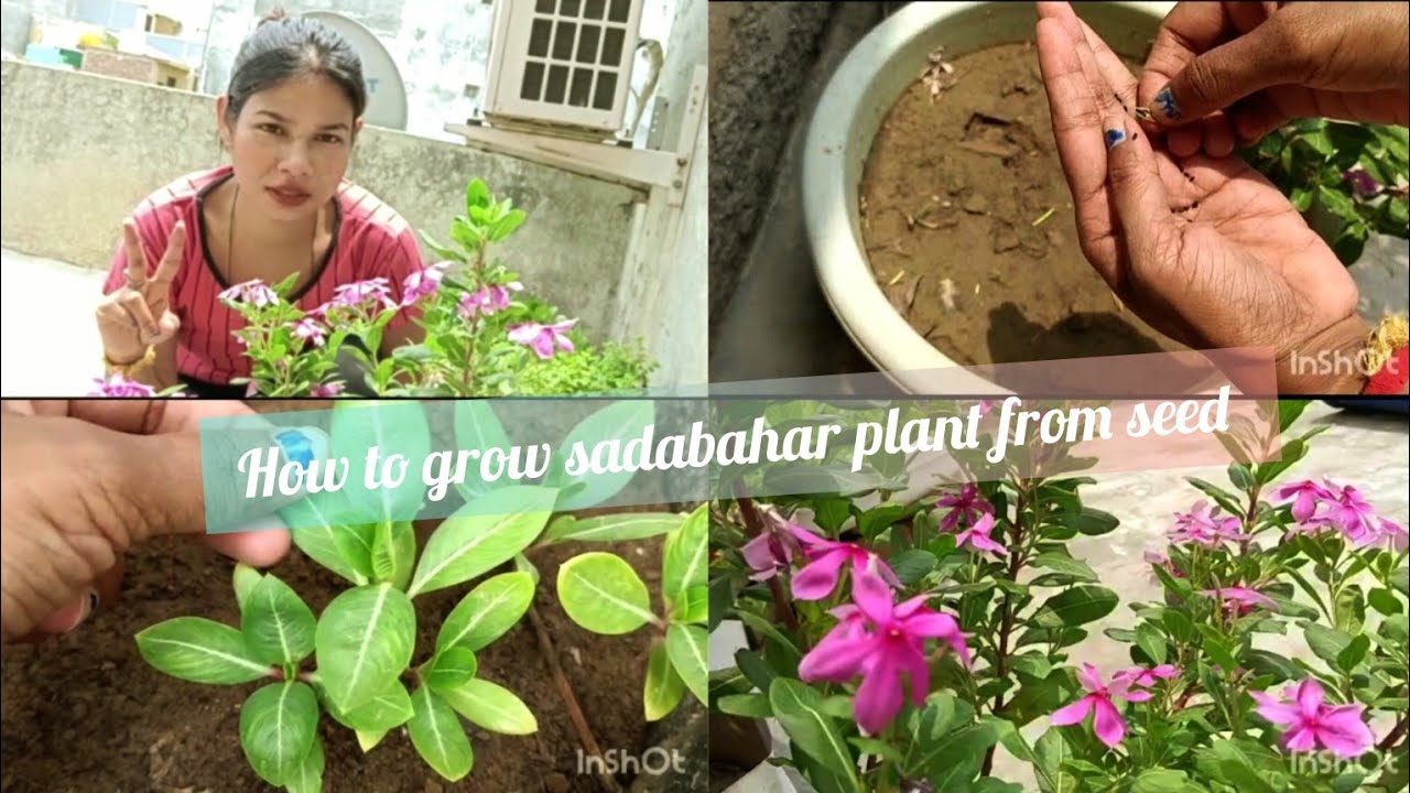 How To Grow Sadabahar Plant From Cutting At David Cadell Blog