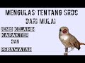 Mengulas tentang SRDC dari mulai jenis kelamin, karakter dan perawatan