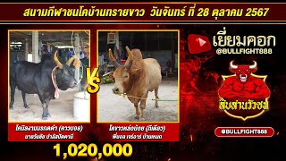 เยี่ยมคอก | โคนิลงามมรกตดำ (คาวบอย) VS โคขาวหล่อน้อย (ทีเดียว)