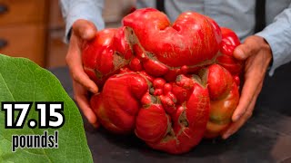 WORLD'S BIGGEST TOMATO! 17.15 lbs! I CUT OPEN the BIGGEST GIANT TOMATO IN THE WORLD! WHAT'S INSIDE?