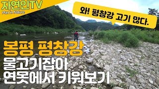 평창강에서 족대(반두) 천렵 물고기 잡아 자연인 연못에서 키워보기! 수중영상