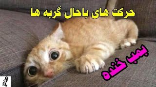 گربه های بانمک . امکان نداره بتونی نخندی Funny Cats