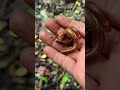 yuk berburu ulat kaki seribu millipede snailhunter