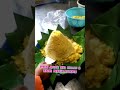 tumpeng nasi kuning baru jadi #shorts