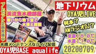 渓流魚水槽部屋【OYA児LIVE】ヤマメ、イワナ、ニジマス飼育な地下水槽部屋で水換えメンテ今宵も地下リウム雑談メンテ配信／アクアリウム、日淡、渓流魚、らんちゅう【地下リウム】20200709