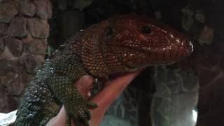 Hugo the caiman lizard