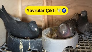 YAVRULAR ÇIKTI BALKON VE GARAJDAKİ DAMIZLIK KUŞLAR - Taklacı güvercin Oyunkuşu