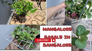 ಬಸಲೆ ಸೊಪ್ಪು#ಬಸಳೆ ಬೆಳೆಯುವ ವಿಧಾನ#MALABAR SPINACH#ಆರೋಗ್ಯಕ್ಕೂ ಒಳ್ಳೆಯದು ಈ ಬಸಳೆ#Mangalore basale Bangalore